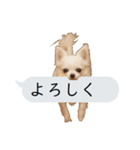 猫と犬の吹き出し（個別スタンプ：5）