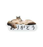 猫と犬の吹き出し（個別スタンプ：8）