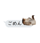 猫と犬の吹き出し（個別スタンプ：10）