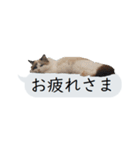 猫と犬の吹き出し（個別スタンプ：11）