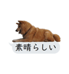 猫と犬の吹き出し（個別スタンプ：15）