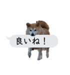 猫と犬の吹き出し（個別スタンプ：16）