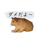 猫と犬の吹き出し（個別スタンプ：19）