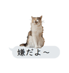 猫と犬の吹き出し（個別スタンプ：20）