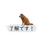 猫と犬の吹き出し（個別スタンプ：21）