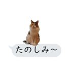 猫と犬の吹き出し（個別スタンプ：24）