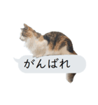 猫と犬の吹き出し（個別スタンプ：25）