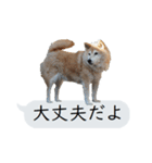 猫と犬の吹き出し（個別スタンプ：26）