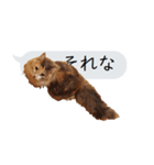 猫と犬の吹き出し（個別スタンプ：27）