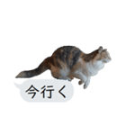 猫と犬の吹き出し（個別スタンプ：31）