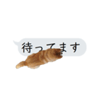 猫と犬の吹き出し（個別スタンプ：32）