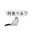 猫と犬の吹き出し（個別スタンプ：38）