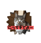 さばとら猫カリーノちゃん（個別スタンプ：1）