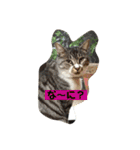 さばとら猫カリーノちゃん（個別スタンプ：2）