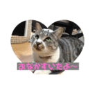 さばとら猫カリーノちゃん（個別スタンプ：3）