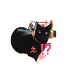 さばとら猫カリーノちゃん（個別スタンプ：4）