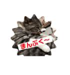 さばとら猫カリーノちゃん（個別スタンプ：8）