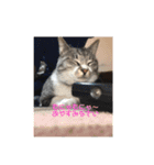 さばとら猫カリーノちゃん（個別スタンプ：9）
