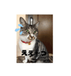 さばとら猫カリーノちゃん（個別スタンプ：10）