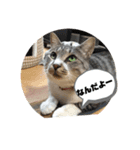 さばとら猫カリーノちゃん（個別スタンプ：11）