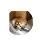 さばとら猫カリーノちゃん（個別スタンプ：12）