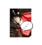 さばとら猫カリーノちゃん（個別スタンプ：13）