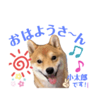 ボストンケンネル  OB会①（個別スタンプ：1）