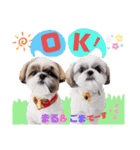 ボストンケンネル  OB会①（個別スタンプ：2）