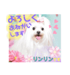 ボストンケンネル  OB会①（個別スタンプ：4）