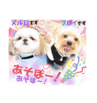 ボストンケンネル  OB会①（個別スタンプ：5）