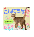 ボストンケンネル  OB会①（個別スタンプ：9）