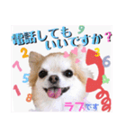ボストンケンネル  OB会①（個別スタンプ：12）