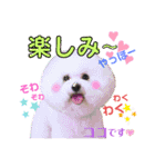 ボストンケンネル  OB会①（個別スタンプ：13）