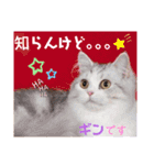 ボストンケンネル  OB会①（個別スタンプ：15）