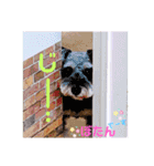 ボストンケンネル  OB会①（個別スタンプ：16）