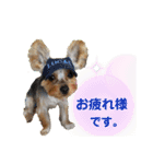 ヨーキー LUCASくん 2.（個別スタンプ：4）