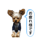 ヨーキー LUCASくん 2.（個別スタンプ：5）
