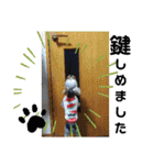 ヨーキー LUCASくん 2.（個別スタンプ：6）