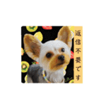 ヨーキー LUCASくん 2.（個別スタンプ：7）