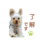 ヨーキー LUCASくん 2.（個別スタンプ：9）