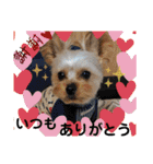 ヨーキー LUCASくん 2.（個別スタンプ：13）
