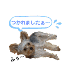 ヨーキー LUCASくん 2.（個別スタンプ：21）