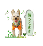 ヨーキー LUCASくん 2.（個別スタンプ：28）