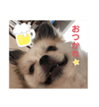 犬のゆきちくん（個別スタンプ：1）