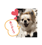 犬のゆきちくん（個別スタンプ：2）