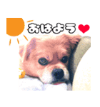 ぽっちゃり犬マル♡のごあいさつU・x・U（個別スタンプ：6）