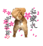 ぽっちゃり犬マル♡のごあいさつU・x・U（個別スタンプ：10）