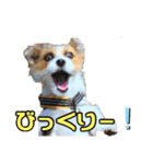 目ヂカラ・あにこの毎日（個別スタンプ：16）