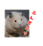 Ham ω Mediaのスタンプです -PART 1-（個別スタンプ：13）