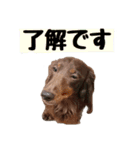 リクさんのご挨拶（個別スタンプ：7）